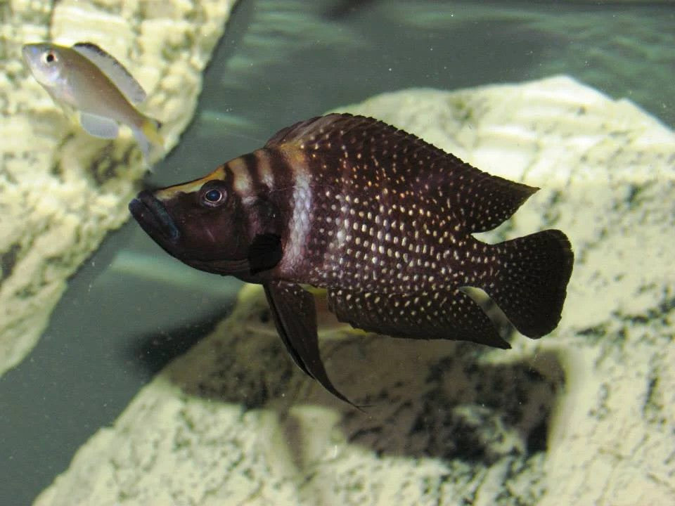 Altolamprologus calvus 'Lupota' INKFIN