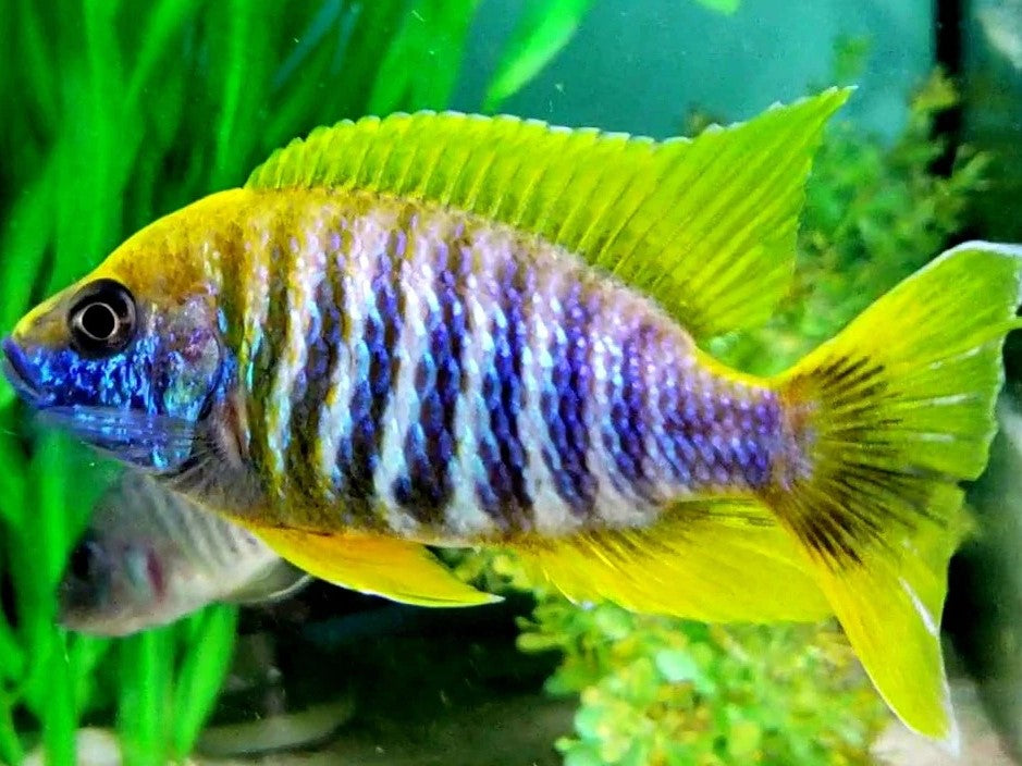 Aulonocara jacobfreibergi 'Undu Reef' Lemon Jake