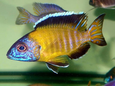 Aulonocara stuartgranti 'Lundo'