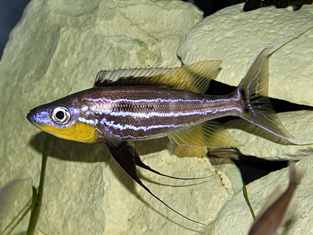 Benthochromis horii 'Kasanga'