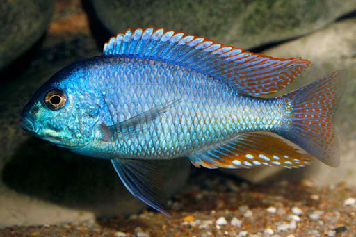 Chilotilapia rhoadesii Hai Reef