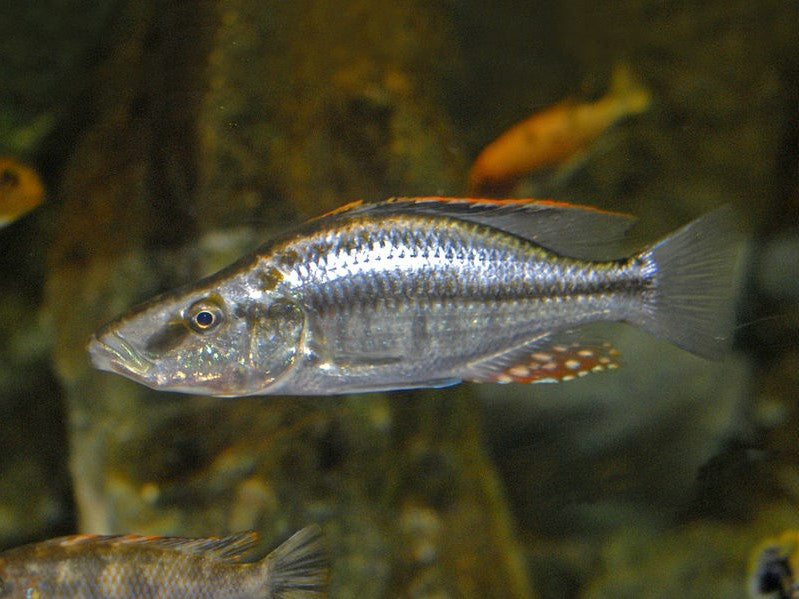 Dimidiochromis compressiceps 'Matema'