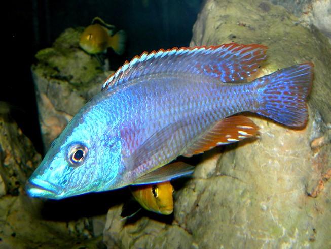 Dimidiochromis strigatus'Cape Kaiser'