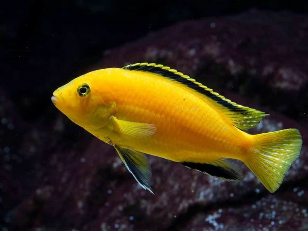 Labidochromis caeruleus 'Cape Kaiser'