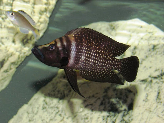 Altolamprologus calvus 'Lupota' INKFIN