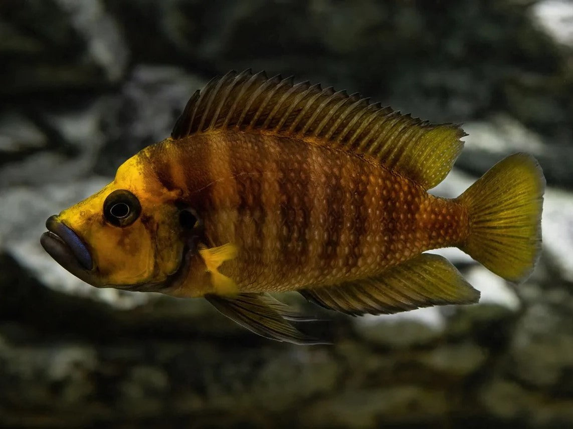 Altolamprologus compressiceps 'Kantalamba'