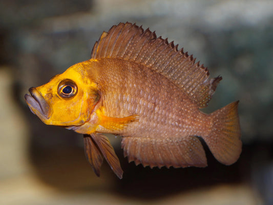 Altolamprologus compressiceps 'Muzi' Gold Head(Rare)