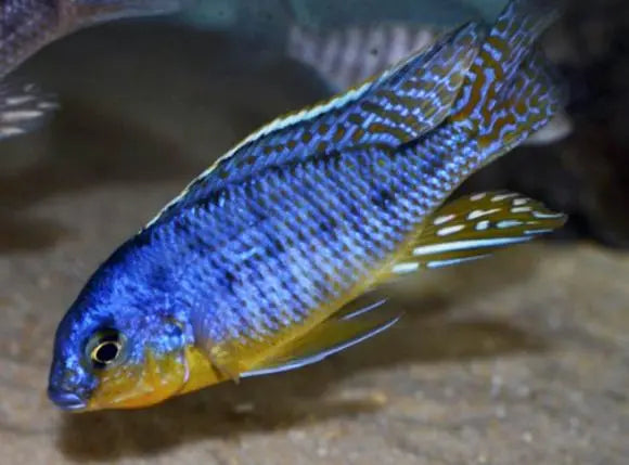 Aristochromis christyi 'Pombo Rock'