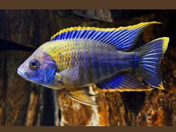 Aulonocara sp. 'lwanda' Hai Reef