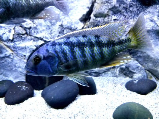 Buccochromis heterotaenia  'Cape Kaiser'