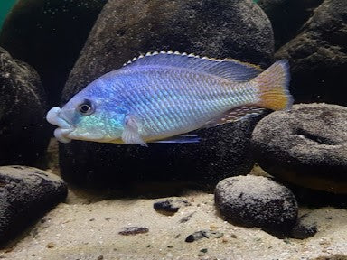 Cheilochromis euchilus 'Matema'