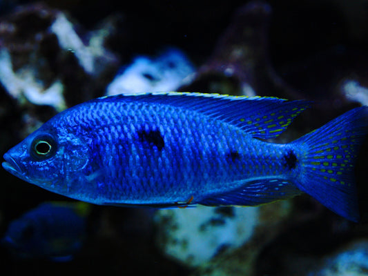 Copadichromis azureus Higga Reef