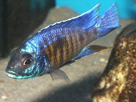 Copadichromis verduyni 'Lundo Island'