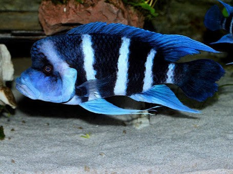 Cyphotilapia gibberosa 'Mtoto' (Moba)