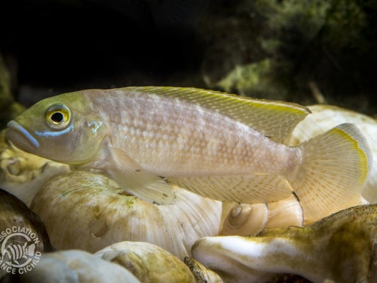 Lamprologus callipterus 'Kigoma'