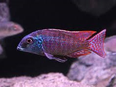 Lethrinops marginatus Makonde