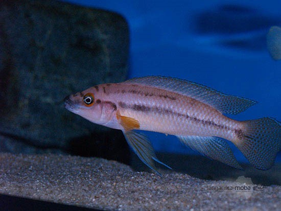 Neolamprologus prochilus 'Kasanga' (Rare)
